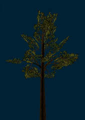 pine.jpg (53 Kb)
