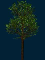 tree_09.jpg (144 Kb)